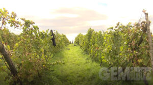 vinograd-1