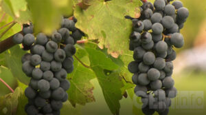 vinograd-2