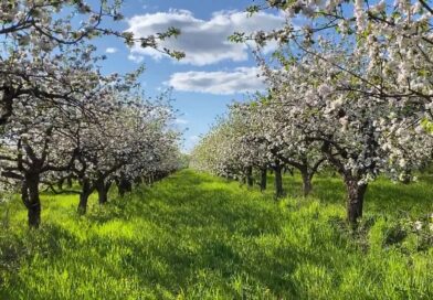 Zahtevi za podsticaje po hektaru do 1. aprila 2026. godine